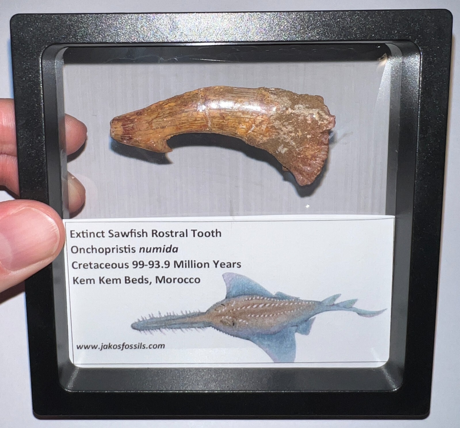 Framed ONCHOPRISTIS Fossil Dinosaur Era Sawfish Tooth Lot! 2+ IN! One per Order