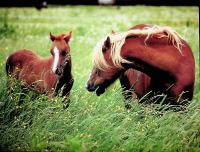 Mares and Foals Horse Mini Poster Print 9''x12''