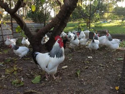 Fertilised Eggs Large Sussex Chickens Livestock Gumtree
