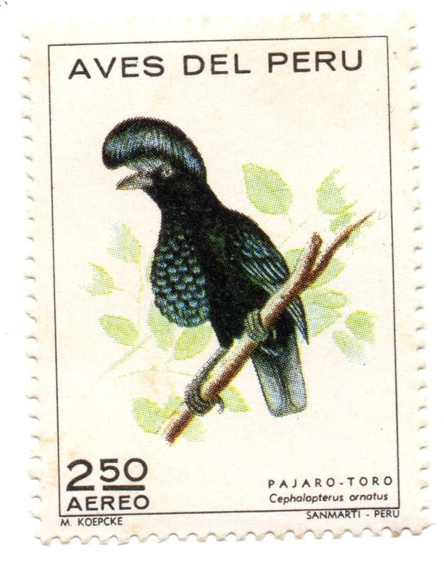 Peruvian Birds: cephalopterus ornatus  (pajaro toro), Perú 1972, accept offers