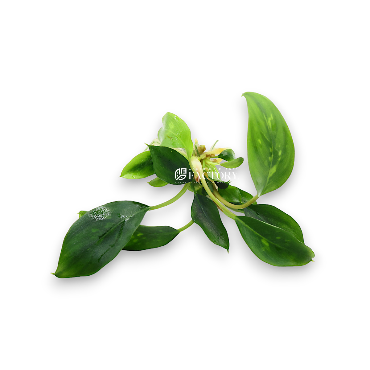 熱帯植物　Piptospatha sp. Pulau lingga SF 熱帯植物 Piptospatha sp. Pulau lingga SF 熱帯植物 Piptospatha sp
