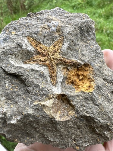 Seestern Marokko Seestern (Petraster?) und ein Edrioasteroid - Bild 2 von 12