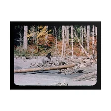 Bigfoot - Patterson Gimlin Film Frame 352 LARGE Poster Print