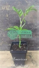 American Elderberry Plant - Sambucus canadensis - Live Plant 2 to 4 inches