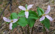 Trillium ovatum WESTERN WHITE TRILLIUM Seeds!