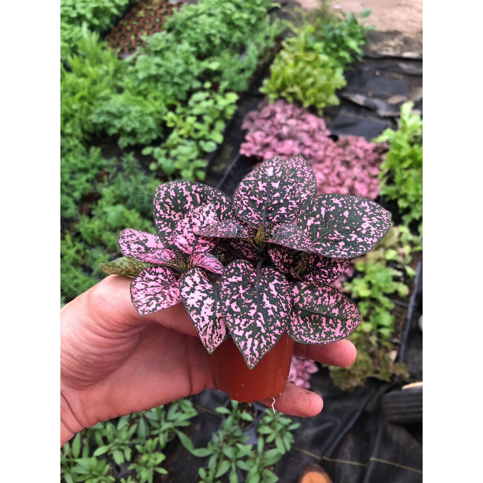 Polka dot plant live polka dot plant Pink polka dot plant eBay