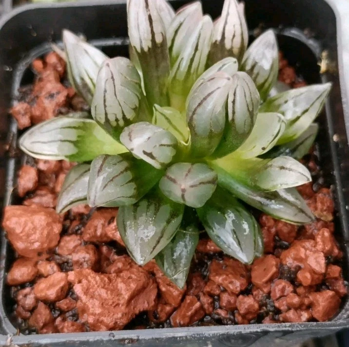 Haworthia Bullet Crest Rare succulent plant - Image 4 of 4