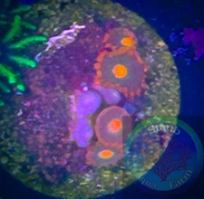 SAF~ “WYSIWYG” Gatorade Zoanthid Coral Frag, Palythoa, Paly, Zoa, Live Colony