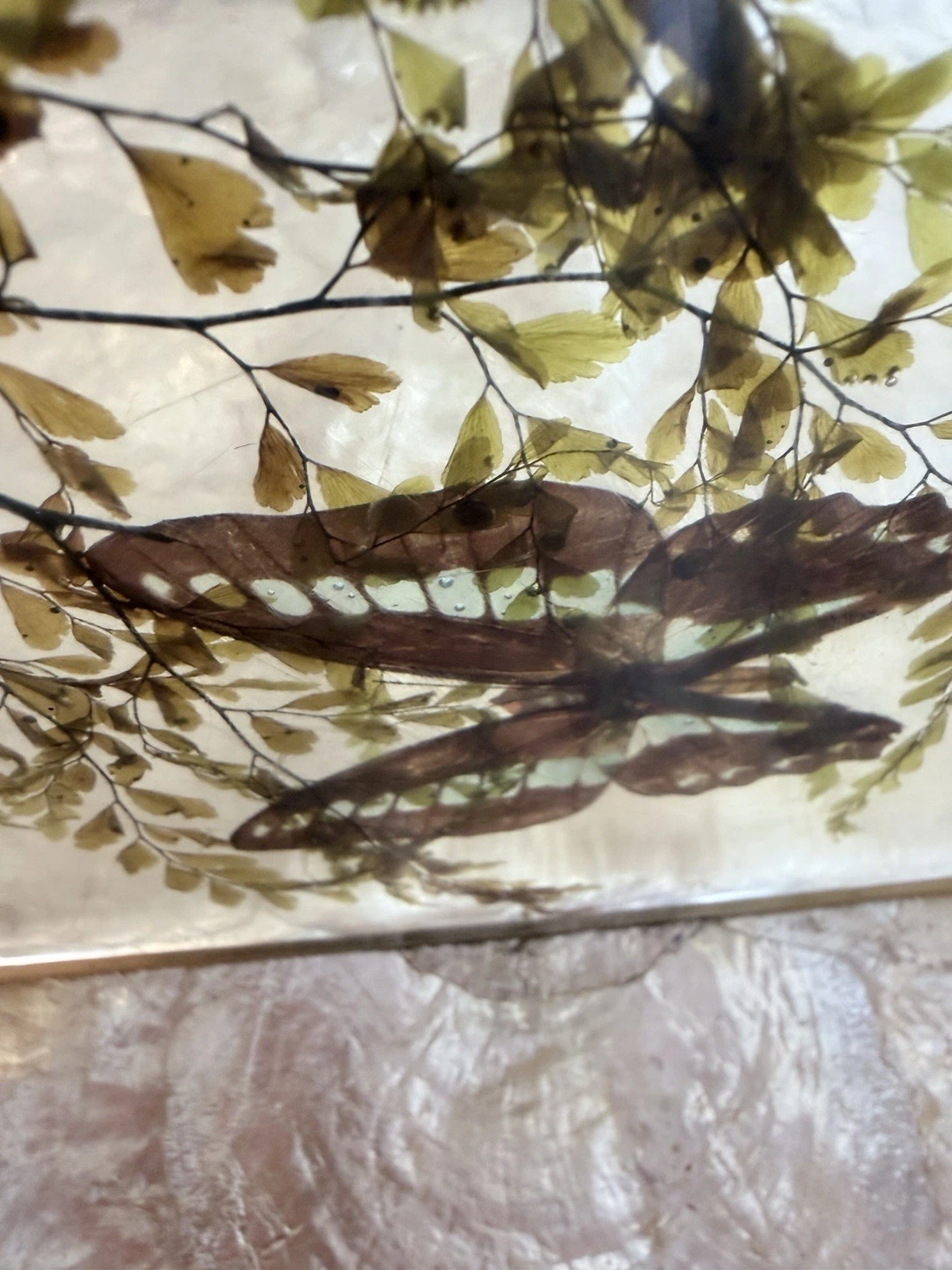 Vintage Lucite Resin Butterfly Fern Specimen Trivet Display 8in MCM Decor - product detail image 11