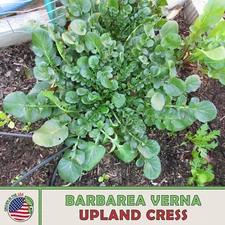 1000 Upland Cress Seeds (Barbarea verna), Creasy Greens, Non-GMO, Genuine USA