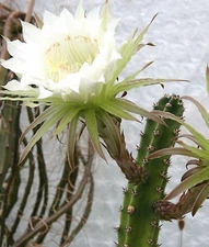 Harrisia jusbertii, night blooming cereus rare Eriocereus cactus seed - 15 SEEDS