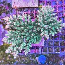 Live Acropora SPS Coral Frag - Rebel's Pink Tip Sarmentosa (Reef Tank Aquarium)
