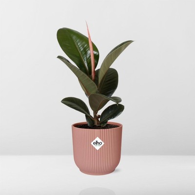 Ficus Elastica  Robusta  in ELHO Vibes Fold 14cm roze