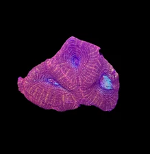 WYSIWYG Red Acan Bowerbanki Live Coral Frag Bright SPS LPS Reef Aquarium Tank