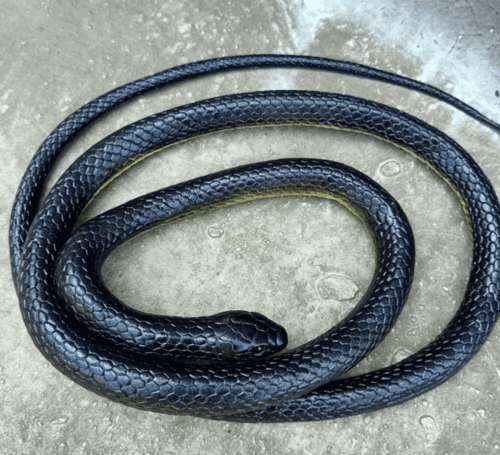 52" Fake Realistic Snake Lifelike Scary Rubber Toy Prank Party Joke Easter Gift - Picture 2 of 12