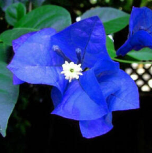 50PCS Graines Bougainvillier Balcon Bleu Pays-Bas Blooming Spectabilis Willd - Photo 1/1