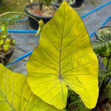 Colocasia Live Bulb Bronze Cup Tuber New Hybrid Free Phytosanitary Certificate
