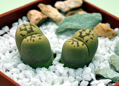 Lithops dorotheae Zorro semillas 10 pcs 2021 y - Imagen 2 de 4