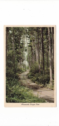 Minnesota Virgin Pine Trees / Mid Century Postkarte / Landschaftsansicht