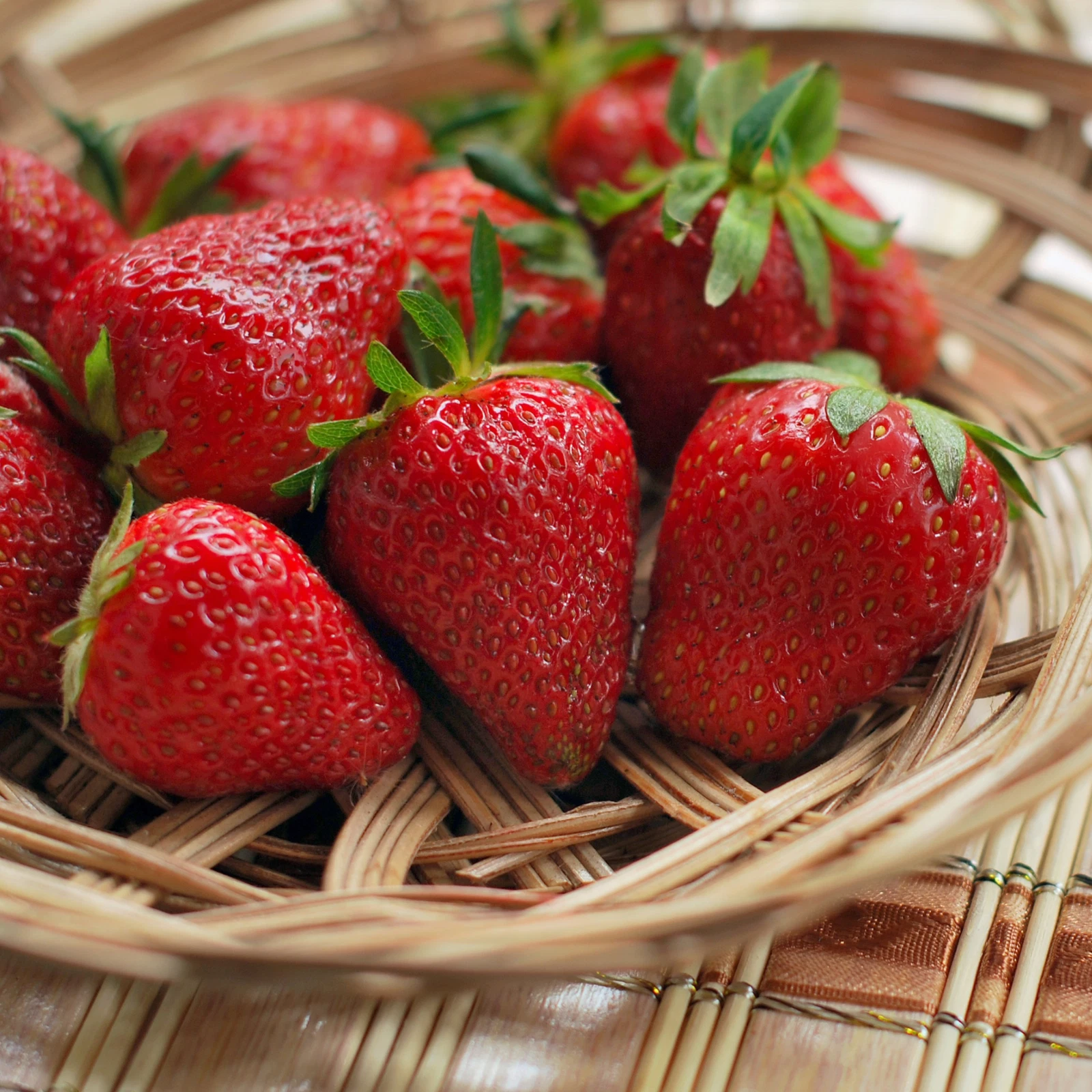Quinault Everbearing Strawberry – 50 Bare Root Plants | From Hand Picked Nursery