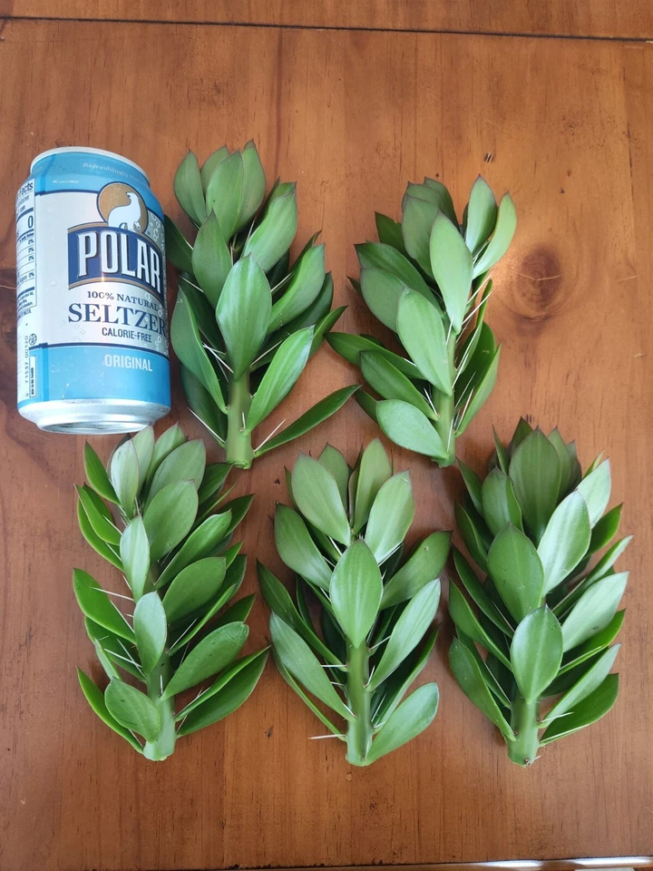 5x GIANT Pereskiopsis. 5" Cuttings. Grows 15 '+ And Thicker than Soda Can. HUGE - Image 2 of 4