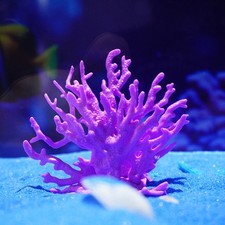 Mini Künstliche Koralle Aquarium Landschaft Deko Werken Aquarium Klein Deko PVC