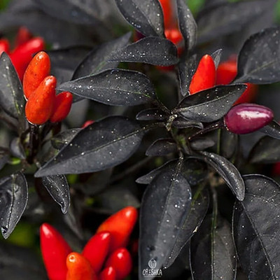 Samen von Peperoni Explosive Glut (Capsicum)   5 Stück
