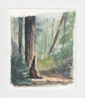 Original Watercolor Painting   Big Basin Redwood Forest California   7x6 in