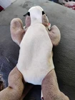 Vintage Ty Beanie Baby CANYON the Cougar Excellent Born May 29, 1998 Plush Toy