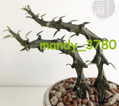2PCS SucculentPlant Ceropegia bosseri  Black Dragon Garden Décor Boutique