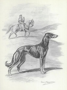 Saluki - CUSTOM MATTED - 1953 Vintage Dog Art Print - Megargee