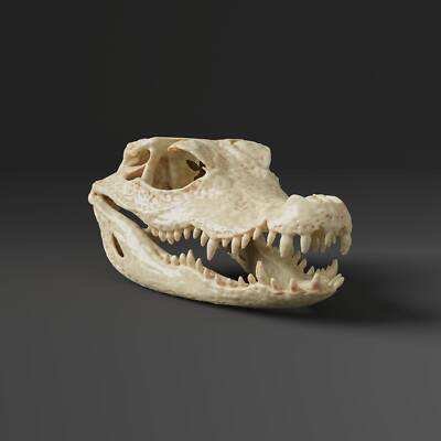 Dwarf Crocodile Skull Replica (Museum Quality) | eBay