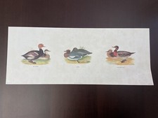 STAMPA ANATRE EDIZIONI SAF FIRENZE MISURA 50X20 cm