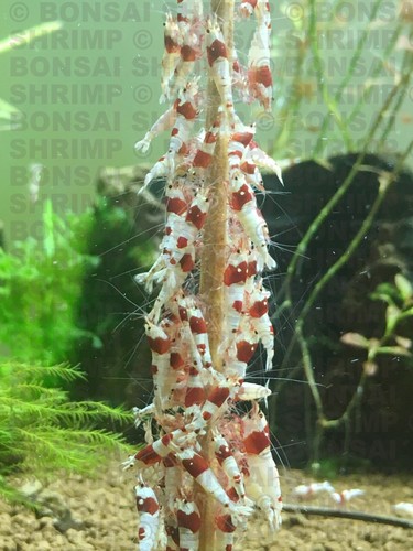 10x Protein Blend Bonsai shrimp lollies 6.5" sticks Red Breeders cherry crystal - Picture 3 of 9