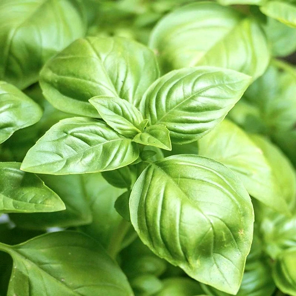 4000+ GENOVESE BASIL SEEDS LARGE LEAF MOSQUITO REPEL NON-GMO FREE SHIPPPING - Image 3 of 4