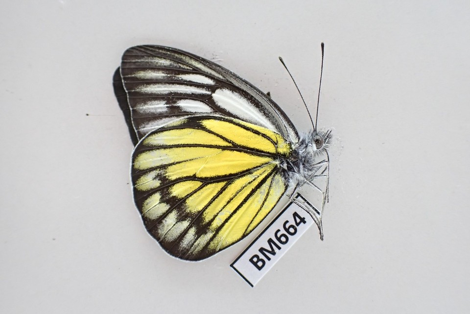 Labelled Insects BM664. Unmounted Insect: Cepora pactolicus? Sabah, Malaysia ...