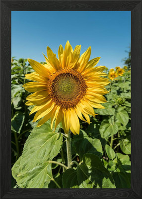 Sonnenblume gerahmtes Wandbild Poster Leinwanddruck Bild