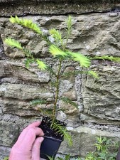 Coastal Redwood Tree Live Plant – Sequoia sempervirens – 9cm Pot – Bonsai