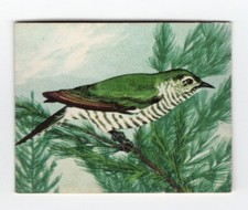 Greggs NZ aquatic birds 1974. Shining Cuckoo