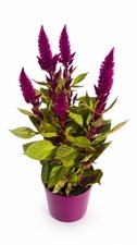 Outdoor Celosia Plant – Colourful Flowering Plant – Garden Ready