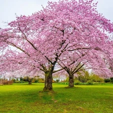 Bing cherry fruit tree seeds 4 count