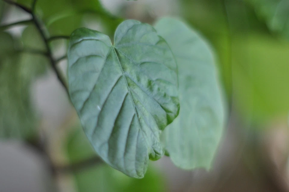 Objectif Nikon Nikkor-S.C Auto 55 mm f/1,2 non-Ai #73427 MF pour monture F Ex... - Photo 4/4