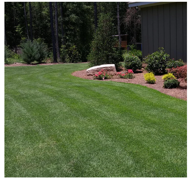 Zenith Zoysia Grass Seed 5000 Seeds Grass Plant Ground Cover