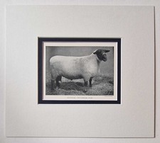 PARSONS Suffolk Two-Shear Ram, 1918 Sheep Breeds Photo Print