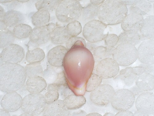 PSEUDOSIMNIA CARNEA INTENSIVE PINK,  MONSTER - Picture 1 of 2