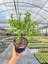 Jade Portulacaria | Bonsai Dwarf Jade Live Indoor & Outdoor Succulent in 6" Pot