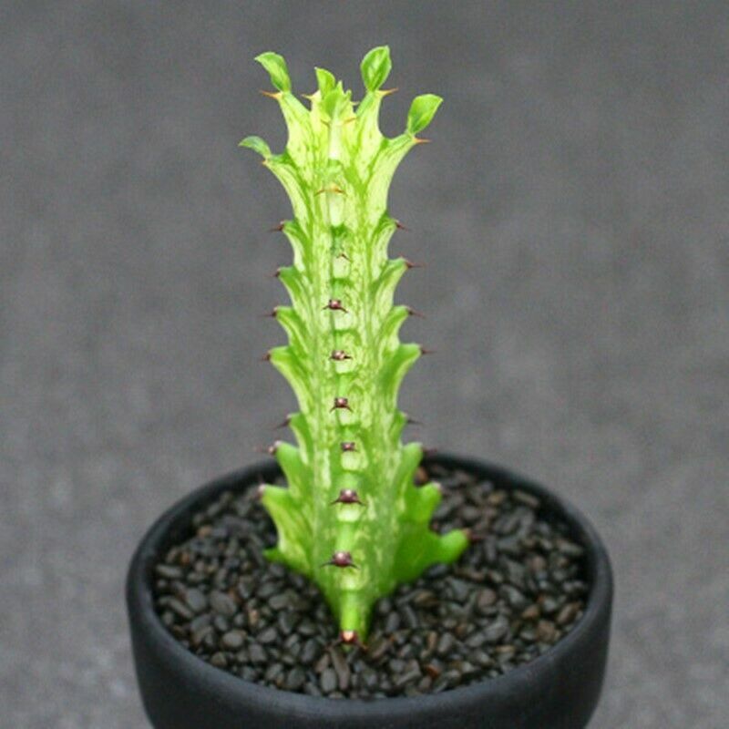 Picture 6 of 12
