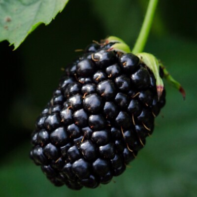 Brombeere Karaka Black  60-100 cm 3,5 Liter Topf