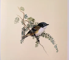 J F Lansdowne Birds Solitary Vireo Vintage Art Print Book Plate 37