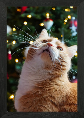 Cat Cats Feline Kitty Framed Wall Art Poster Canvas Print Picture